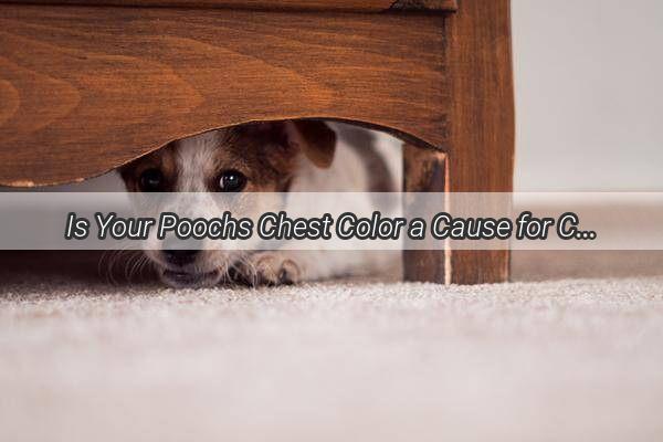 Is Your Poochs Chest Color a Cause for Concern Unveiling the Normalcy Behind Chest Discoloration in Dogs